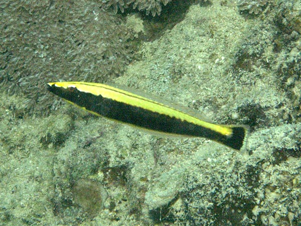 Hologymnosus annulatus